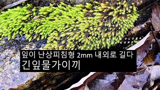 긴잎물가이끼 philonotis lancifolium Mitt [upl. by Lorilyn164]