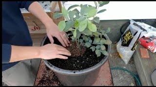 How to grow blueberry in a container [upl. by Nivlam917]