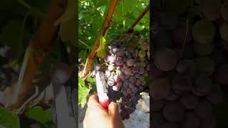 Cosecha de uva 🍇 en California [upl. by Yleen]