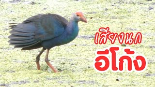 เสียงนกอีโก้ง 10 min Purple Swamphen sound [upl. by Jourdan562]