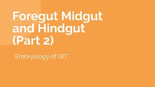 Part 2  Foregut  Midgut and Hindgut  Anatomy Lecture  Ample Medical Lectures [upl. by Imalda]