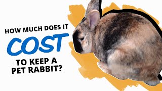 The True Cost Of Keeping Pet Rabbits [upl. by Imer]