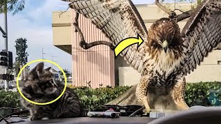 Hawk Targets Small Kitten But No One Expected What Happened Next [upl. by Mellisent458]