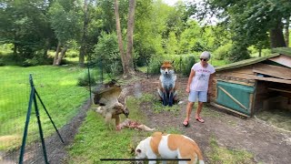 DOUBLE ATTAQUE DE RENARD 🦊 ET BUSE 🦅 CHEZ PATOU  LE POULAILLER EN DANGER  MESURES PRISESBILAN [upl. by Luhem659]