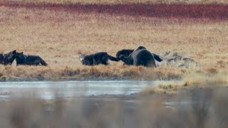 Wolf Pack Vs Grizzly Bear [upl. by Elohcim187]