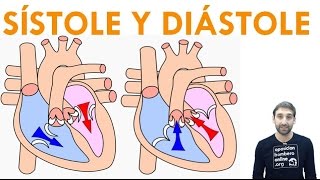 SISTOLE Y DIASTOLE [upl. by Denbrook]