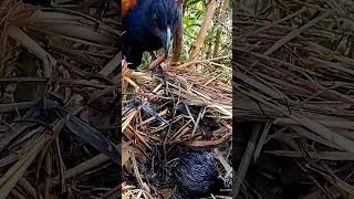 Greater coucal birds forced to eat worms alivebirds amp baby [upl. by Verne494]