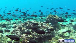 Massive surgeonfish migration [upl. by Fedora148]