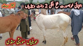 Very Beautiful 2 Teeth Fateh Jangi Cows For Qurbani  Havelian Maweshi Mandi By My Life Channel [upl. by Alver335]