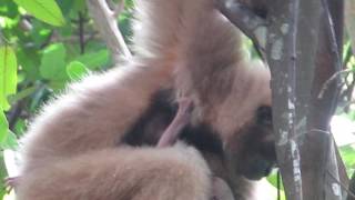 Baby gibbon born in Angkor [upl. by Sayette]