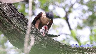 Rufous bellied Eagle [upl. by Notlef936]