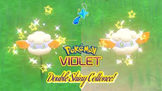 ✨Pokémon Violet DOUBLE SHINY COTTONEE VIA FAIRY SANDWICH BOOST  EVO TO DREAM BALL WHIMSICOTT✨ [upl. by Matteo504]