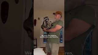 Rescue Raccoon Is The quotFavorite Childquot  The Dodo [upl. by Ahsiekat]