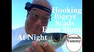 How To Hook Bigeye Scad Akule [upl. by Arlan]