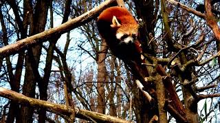 Seen red Panda  Roter Panda gesehen [upl. by Adiam229]