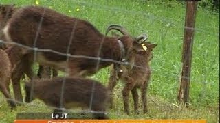 Des moutons comme tondeuse à gazon [upl. by Daney]