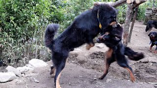 Tibetan Mastiff Dogs Fight  Guardian Dogs Fight  Livestock Guardian Dogs Fight  BhoteKukur [upl. by Ennairrek]