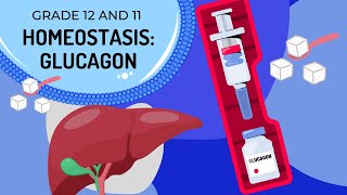 GLUCAGON HOMEOSTASIS The Endocrine System [upl. by Hairim920]