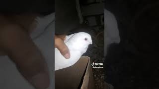 جكد يطلع سعرهن pigeon الحسون birds [upl. by Barta]