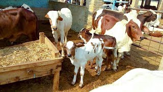 Cow Farming in PakistanCattle Farming in PakistanDairy Farming in PakistanGai FarmingProfit Info [upl. by Oremoh]