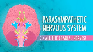 Parasympathetic Nervous System Crash Course Anatomy amp Physiology 15 [upl. by Anyotal]