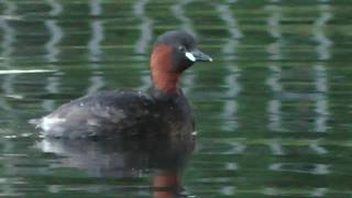 Little Grebes Diving For Fish [upl. by Lalat]