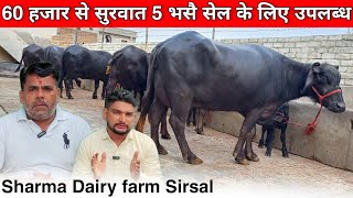 60 हजार से सुरवात 5 ताजा ब्याई भैंस। Shrma Dairy farm Sirsal नया धमाका। [upl. by Kaylil]