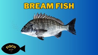 Where To Find Bream in Fisch  Bream Fish Location  Roblox [upl. by Jedidiah946]