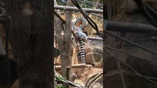 RingTailed Lemur  shalom tech youtubecreators youtubehighfive christianconcert concert zoo [upl. by Mesics38]