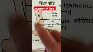 Anatomy of Tibia facts biology medicalscience paramedical education [upl. by Llovera]