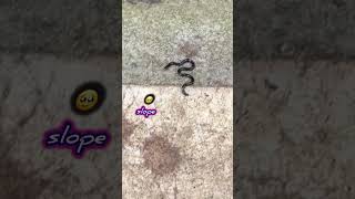 Brahminy Blind Snake in Backyard wormsnakegardensnakesmallestsnaketinysnakesnakeshorts [upl. by Oiramal]