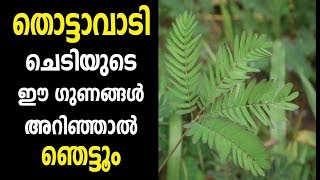 തൊട്ടാവാടിയുടെ ഈ ഗുണങ്ങൾ അറിഞ്ഞാൽ ഞെട്ടും Malayalam Health Tips [upl. by Osnohpla]