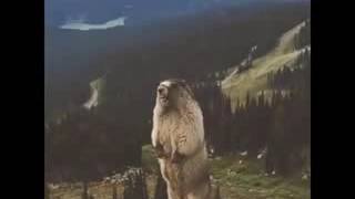 Marmotta che urla  marmot screaming [upl. by Anaitat134]