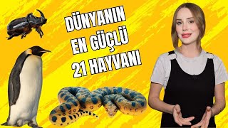 Hayvanlar Aleminin Herkülleri En Güçlü 21 Hayvan [upl. by Teiluj442]