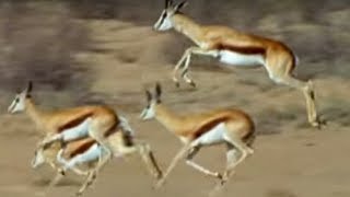 Springboks Antelopes vs Cheetahs  Wild Africa  BBC Earth [upl. by Lietman]