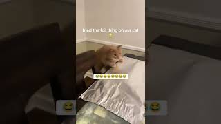 Cats Hilarious Reaction to Aluminum Foil Prank 😂 [upl. by Idnaj]