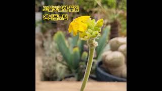 꽃을 계속 피우는 덴시플로럼 Pachypodium densiflorum 파키포디움 덴시플로럼 [upl. by Norehs]