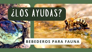 🐝 » BEBEDEROS para FAUNA SILVESTRE  Consejos y trucos [upl. by Topliffe]