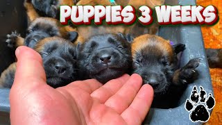 🟢 The puppies are 3 weeks old and they are crying nonstop [upl. by Ardnossac]