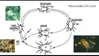 Phytoseiulus persimilis Persimilis Mite Consuming Tetranychus urticae Twospotted Spider Mite [upl. by Aitetel]