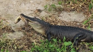 Alligator Eats Bowfin fish [upl. by Salguod]