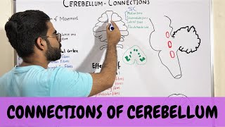 CONNECTIONS OF CEREBELLUM  NEUROANATOMY OF CEREBELLUM PART 3 [upl. by White431]