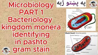 Bacteria part 1  Kimgdom monera bacteriology microbiologygram stain bacteria archea in pashto [upl. by Wilek653]