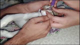 Cat Eye Infection  How To Cure Cat Eye Infection  His Eyes swollen and watery [upl. by Joanne]