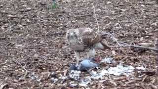 Hawk eats pigeon in Tompkins Square Park [upl. by Dewain]