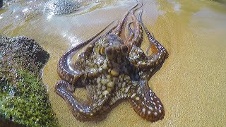 Catching Cleaning amp Cooking Octopus [upl. by Lekar]