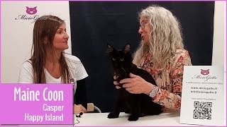 😺 Casper il Maine Coon dellallevamento Happy Island ❤ [upl. by Clabo300]