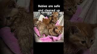 Abandoned kittens are safe thisisrescue trending kitten cat passion fyp viralvideo share [upl. by Etty]