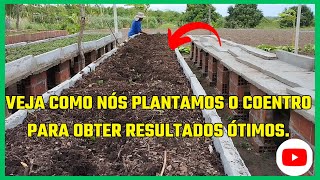 Aprenda como plantar coentro em uma horta suspensaagro horta agricultura [upl. by Gorey17]