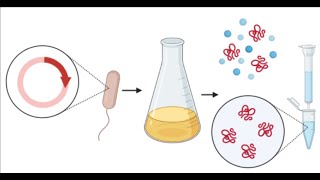 Recom Purif Pt2 Culture Induction and Lysis Tutorial [upl. by Gerger]